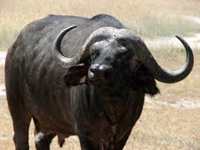 Bull Animal Totems